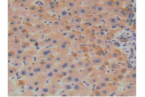 Figure. (SERPINA7 Antikörper  (AA 128-415))