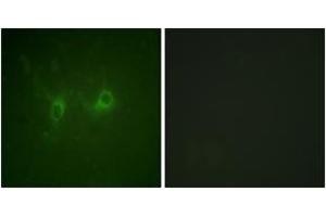 Immunofluorescence (IF) image for anti-Regulator of G-Protein Signaling 16 (RGS16) (AA 141-190) antibody (ABIN2888932) (RGS16 Antikörper  (AA 141-190))