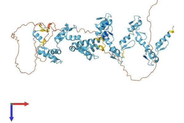 Zinc Finger Protein 44 Protein (ZNF44) (AA 1-663) (His tag)