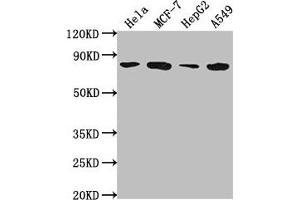 Western Blot Positive WB detected in: Hela whole cell lysate, MCF-7 whole cell lysate, HepG2 whole cell lysate, A549 whole cell lysate All lanes: GRHL1 antibody at 1:2000 Secondary Goat polyclonal to rabbit IgG at 1/50000 dilution Predicted band size: 71, 50, 58 kDa Observed band size: 71 kDa (GRHL1 Antikörper  (AA 1-95))