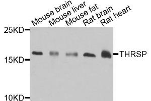 Western blot analysis of extracts of various cell lines, using THRSP antibody. (THRSP Antikörper)