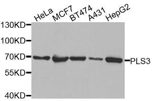 Western blot analysis of extracts of various cell lines, using PLS3 antibody. (Plastin 3 Antikörper  (AA 1-240))