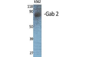 Western Blot (WB) analysis of specific cells using Gab 2 Polyclonal Antibody. (GAB2 Antikörper  (Internal Region))