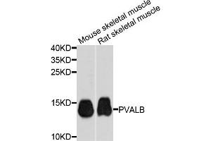 Western blot analysis of extracts of mouse skeletal muscle cells, using PVALB antibody.