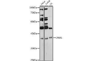 Immunohistochemistry of paraffin-embedded rat brain using CREB1 antibody (ABIN7266053) at dilution of 1:100 (40x lens). (CREB1 Antikörper  (AA 1-341))