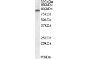 Image no. 1 for anti-Glutamate Receptor, Ionotropic, AMPA 4 (GRIA4) (Internal Region) antibody (ABIN375014)