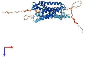 Opioid Receptor, delta 1 (OPRD1) (AA 1-372) protein (His tag)