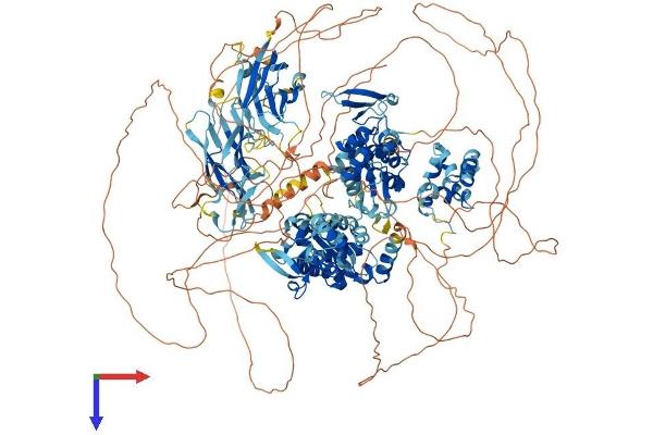 HECW2 Protein (AA 1-1578) (His tag)