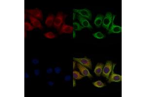 ABIN6258019 and ABIN6275969 staining Hela cells by IF/ICC. (CHRM1 Antikörper  (C-Term))