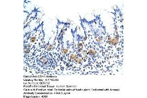 Rabbit Anti-CSH1 Antibody  Paraffin Embedded Tissue: Human Stomach Cellular Data: Epithelial cells of fundic gland Antibody Concentration: 4. (CSH1 Antikörper  (Middle Region))