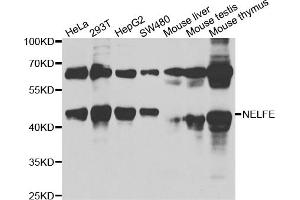 Western blot analysis of extracts of various cell lines, using NELFE antibody (ABIN6289947) at 1:1000 dilution. (RDBP Antikörper)