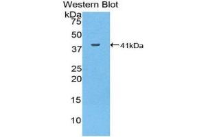 Western Blotting (WB) image for anti-Mucin 6, Oligomeric Mucus/gel-Forming (MUC6) (AA 2338-2439) antibody (ABIN1078359)
