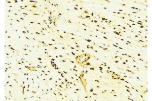 ABIN6276439 at 1/100 staining Mouse liver tissue by IHC-P. (PARK7/DJ1 Antikörper  (C-Term))