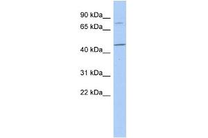 WB Suggested Anti-FBXO39 Antibody Titration: 0. (FBXO39 Antikörper  (N-Term))