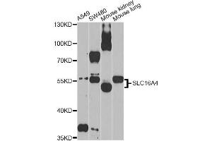 Western blot analysis of extracts of various cell lines, using SLC16A4 Antibody (ABIN5971547) at 1/1000 dilution. (SLC16A4 Antikörper)