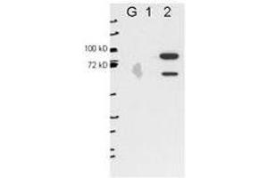Image no. 1 for anti-Epithelial Splicing Regulatory Protein 2 (ESRP2) antibody (ABIN1101390) (ESRP2 Antikörper)