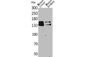 Western Blot analysis of mouse liver mouse kidney cells using RFC1 Polyclonal Antibody (RFC1 Antikörper  (Internal Region))