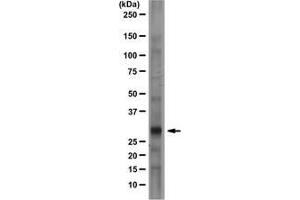 Rat brain lysate was resolved by electrophoresis, transferred to PVDF and probed with anti-Prion Protein, clone 2G11 (1 µg/mL). (PRNP Antikörper)