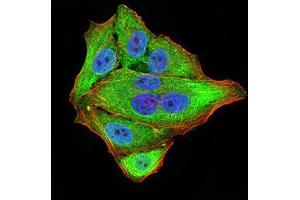 Immunocytochemistry (ICC) image for anti-Neurofilament Triplet M Protein (NEFM) (AA 779-916) antibody (ABIN5872897) (NEFM Antikörper  (AA 779-916))