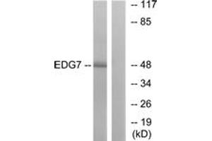 Western blot analysis of extracts from Jurkat cells, using EDG7 Antibody. (LPAR3 Antikörper  (AA 281-330))