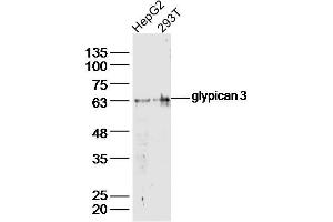 Lane 1: HepG2 lysates Lane 2: 293T lysates probed with glypican 3 Polyclonal Antibody, Unconjugated  at 1:300 dilution and 4˚C overnight incubation. (Glypican 3 Antikörper  (AA 201-300))