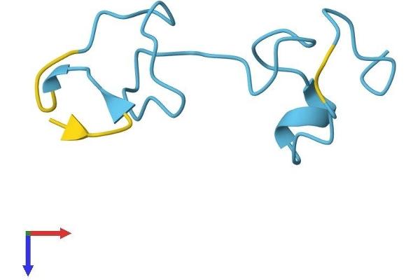 MT1F Protein (AA 1-61) (Fc Tag)