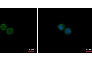 ICC/IF Image CD19 antibody [C1C3] detects CD19 protein at membrane by immunofluorescent analysis.