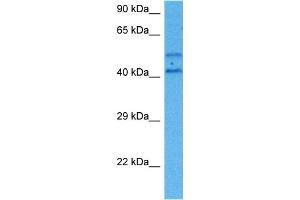 Host:  Mouse  Target Name:  SP1  Sample Tissue:  Mouse Heart  Antibody Dilution:  1ug/ml (SP1 Antikörper  (C-Term))