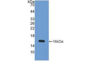 Western blot analysis of recombinant Human UBE1L. (ATG7 Antikörper  (AA 429-488))