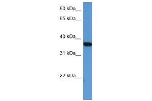 MAPKAPK2 antibody (70R-10034) used at 0. (MAPKAP Kinase 2 Antikörper  (Middle Region))