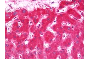 Anti-CYB5A / Cytochrome b5 antibody IHC staining of human liver.