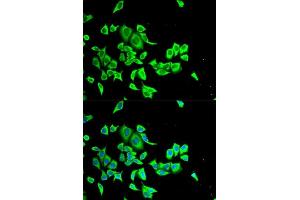Immunofluorescence analysis of HeLa cells using SERPINB1 antibody. (SERPINB1 Antikörper  (AA 100-379))