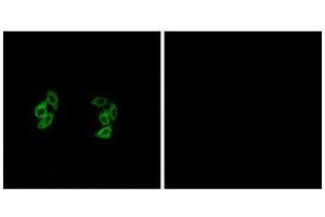 Immunofluorescence (IF) image for anti-Casein Kinase 1, alpha 1-Like (CSNK1A1L) (Internal Region) antibody (ABIN1849778) (CSNK1A1L Antikörper  (Internal Region))