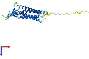 Claudin 4 Protein (CLDN4) (AA 1-209) (His tag)