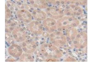 IHC-P analysis of Mouse Kidney Tissue, with DAB staining. (TFF1 Antikörper  (AA 1-87))