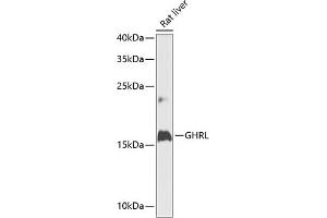 Western blot analysis of extracts of rat liver, using GHRL antibody (ABIN6131231, ABIN6141079, ABIN6141080 and ABIN6216264) at 1:1000 dilution. (Ghrelin Antikörper  (AA 1-117))