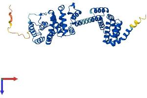 BZW2 Protein (AA 1-419) (His tag)