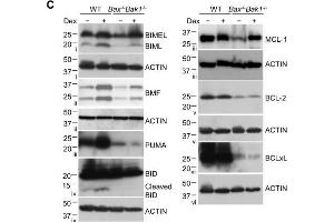 Characterization of clonal lymphoid lines mutant for combinations of pro-apoptotic BCL2 family proteins. (MCL-1 Antikörper  (Internal Region))