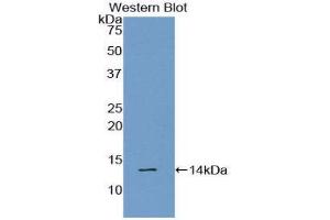 Western Blotting (WB) image for anti-Galanin (GAL) (AA 36-123) antibody (ABIN1858944) (Galanin Antikörper  (AA 36-123))