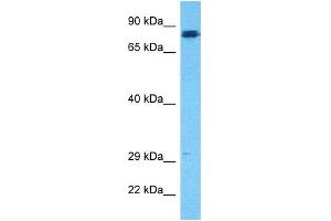 Western Blotting (WB) image for anti-Hepatocyte Growth Factor (Hepapoietin A, Scatter Factor) (HGF) (N-Term) antibody (ABIN2781816)