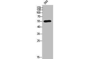 Western Blot analysis of 293 cells using CYP2C8 Polyclonal Antibody (CYP2C8 Antikörper  (Internal Region))