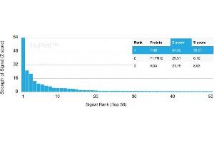 Analysis of Protein Array containing more than 19,000 full-length human proteins using Monospecific Mouse Monoclonal Antibody to Prohibitin (PHB/3194). (Prohibitin Antikörper  (AA 167-261))