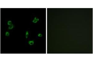 Immunofluorescence (IF) image for anti-G Protein-Coupled Receptor 172A (GPR172A) (AA 43-92) antibody (ABIN2891074) (GPR172A Antikörper  (AA 43-92))