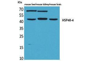 Western Blotting (WB) image for anti-HSP40-4 (Internal Region) antibody (ABIN3178193) (HSP40-4 (Internal Region) Antikörper)