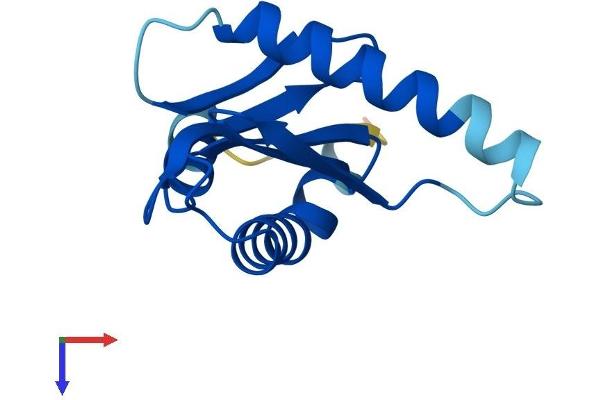LAMTOR2 Protein (AA 1-125) (His tag)