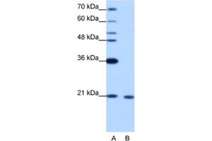 Western Blotting (WB) image for anti-RNA Binding Motif Protein 8A (RBM8A) antibody (ABIN2462183) (RBM8A Antikörper)