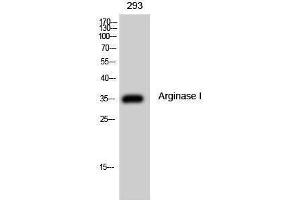 Western Blotting (WB) image for anti-Arginase, Liver (ARG1) (Internal Region) antibody (ABIN3173864) (Liver Arginase Antikörper  (Internal Region))