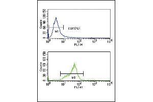 GNAO1 Antibody (C-term) (ABIN653078 and ABIN2842677) flow cytometry analysis of K562 cells (bottom histogram) compared to a negative control cell (top histogram). (GNAO1 Antikörper  (C-Term))