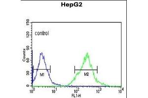 AFMID Antibody (N-term) (ABIN653122 and ABIN2842702) flow cytometric analysis of HepG2 cells (right histogram) compared to a negative control cell (left histogram). (AFMID Antikörper  (N-Term))