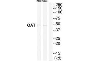 Western blot analysis of extracts from K562/COLO205 cells, using OAT antibody. (OAT Antikörper)
